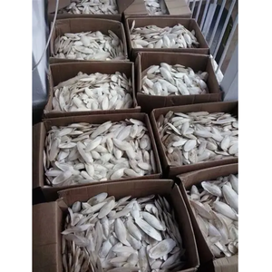 EXPORTACIÓN AL POR MAYOR DE CUTTLEBONE CON PRECIOS COMPETITIVOS DE VIETNAM - Product Image 5