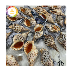 Material de concha de mar grande de conchas marinas de trompeta para suministros de artesanía decoración del hogar y estilo de eventos EXPORTACIÓN DE Vietnam - Product Image 1