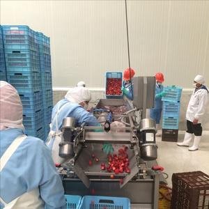 Frambuesas Rojas de Primera Calidad, Bayas Dulces con Alto Contenido de Brix 10+, Solo Venta al Por Mayor, Envío Aéreo - Product Image 6