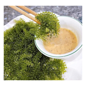 LA MEJOR OPCIÓN PARA ENSALADA-MARINAS DESHIDRATADAS-SECAS 100% MARINAS SALADAS FRESCAS CON ALTA CALIDAD DESDE 99 DATOS DE ORO - Product Image 6