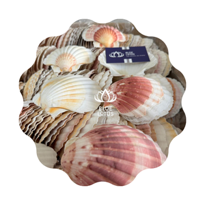 หอยเชลล์ชายหาดทะเลหอยเชลล์เปลือกหอยครึ่งแห้งและสะอาด - Product Image 1