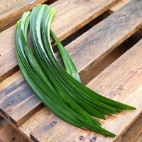 Meilleur Choix Feuilles de Pandanus Fraîches 100% Naturelles de Qualité Supérieure Excellent Prix Fabriqué au Vietnam - Agriculture Durée de Conservation Illimitée Viet Fargimex