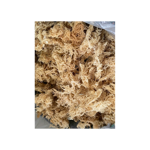 สาหร่าย Eucheuma cottonii ธรรมชาติที่อุดมไปด้วยสารอาหารและแร่ธาตุที่สมบูรณ์แบบสำหรับอุตสาหกรรมอาหารและการใช้เครื่องสำอาง - Product Image 3
