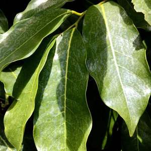 Hojas de Guanábana precio barato de VIETNAM - Product Image 3