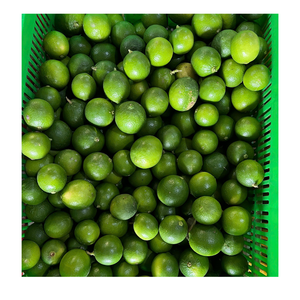 Citron vert frais du Vietnam soigneusement trié et emballé taille cohérente et couleur parfaite pour le jus au détail d'exportation et la cuisine quotidienne - Product Image 1