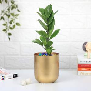 Durable Quality <b>Metal</b> <b>Planter</b> for Indoor and <b>Outdoor</b> Gardening Use Available For Bulk Supply - Product Image 2