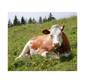 Vendita all'Ingrosso di Mucche Vive di Origine Sudafricana, Razze Bonsmara e Afrikaner Adattate alle Condizioni Aride, per Esportazione Globale - Product Image 1