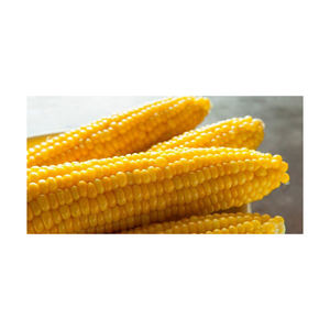 Maíz amarillo de precio al por mayor Maíz amarillo de alta calidad para alimentación animal Proveedor - Product Image 3