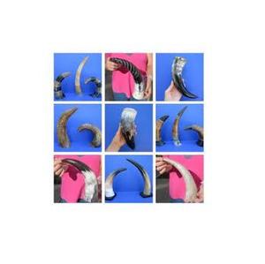 Corne de vache à boire, nouveau Style fait à la main de meilleure qualité, conception de forme personnalisée, corne de buffle à boire - Product Image 5