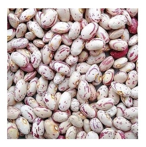 Frijoles Pintos etíopes orgánicos de alta calidad secados a granel a la venta - Product Image 3