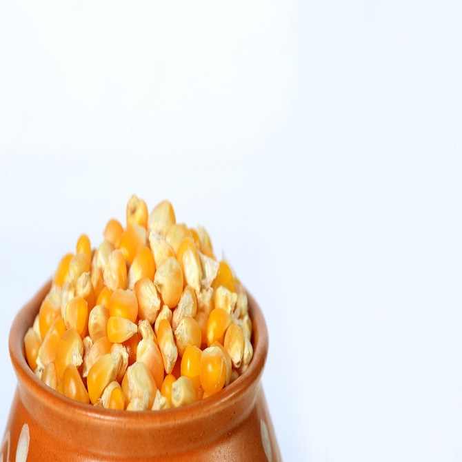 High-Grade Dried White Corn / African White Corn for Starch & Flour