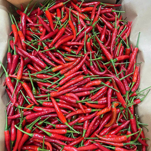 Bao Tram Anh Vietnam Company suministra Chile fresco en grandes cantidades al precio más barato - Product Image 3