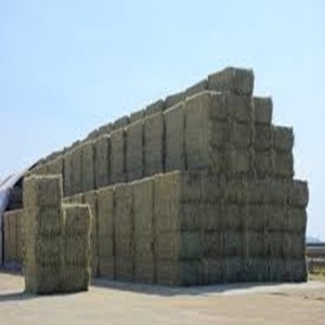 Livraison rapide de balles de foin de luzerne aliments pour animaux pour chiens de bétail volaille poisson porcs à vendre - Product Image 3