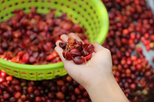 เมล็ดกาแฟอาราบิก้าคัดพิเศษคุณภาพสูงมาตรฐานสหภาพยุโรป เกรด 1 จากเวียดนาม บรรจุภัณฑ์แบบกำหนดเอง ราคาสุดคุ้ม จัดส่งรวดเร็ว - Product Image 6