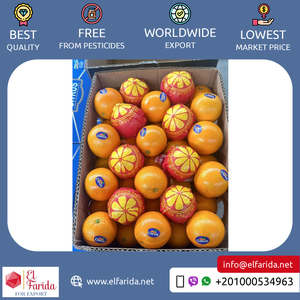 Chất Lượng Tốt Top Bán Tinh Khiết Và Tự Nhiên Khỏe Mạnh & Bổ Dưỡng Tươi Citrus Trái Cây Valencia Cam Từ Ai Cập Xuất Khẩu - Product Image 2
