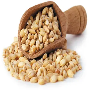 100% hữu cơ ngũ cốc nguyên hạt lúa mạch người bán + Vỏ & Ngọc Trai hạt lúa mạch