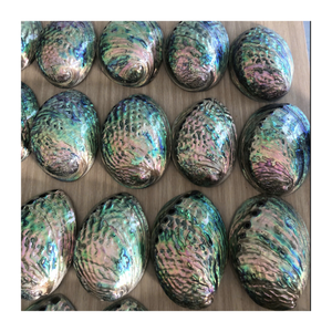 ไข่มุกเปลือกหอยเป๋าฮื้อทำมือสำหรับทำเครื่องประดับ DIY อุปกรณ์จัดแต่งทรงผมและการตกแต่งแจกันขนาดเล็ก - Product Image 2