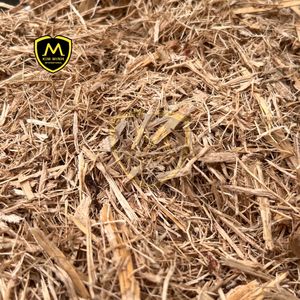 BAGASSE DE CANNE À SUCRE pour l'alimentation, la culture de champignons et l'emballage écologique |   Approvisionnement fiable, prix compétitif - Product Image 2