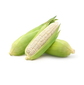 Maíz amarillo y blanco deshidratado sin OMG / granos de maíz blanco a precio económico - Product Image 1