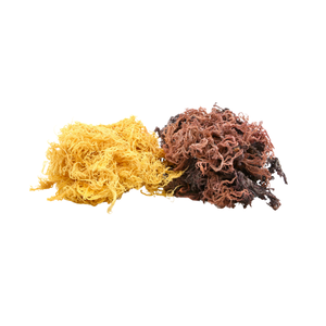 Musgo de mar púrpura natural y crudo-musgo de mar irlandés suplemento sanitario de musgo de mar Vietnam - Product Image 5
