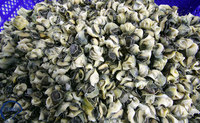Moules bébés IQF surgelées, chair de coquille, qualité sashimi, 5-8cm, demi-coquille, sous vide, haute qualité, Mergues de la Mer Jaune, OEM, 24 mois