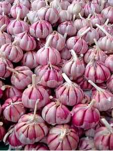 Ukraine Export Standard Natural <b>Fresh</b> <b>Garlic</b> Peeled for Food Use - Product Image 4