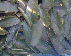 100% Premium and <b>Best</b> Price Soursop Tea <b>Natural</b> Dried Soursop Leaves Wholesale From Caffeine Free Herbal Tea - Product Image 5