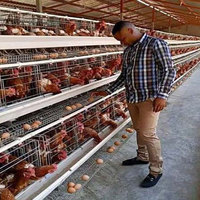 Dimension grandes batteries un type cage à poulet 500 1000 4 niveaux automatique couche d'oeufs de poule cage de poule pour la vente de système de ferme avicole