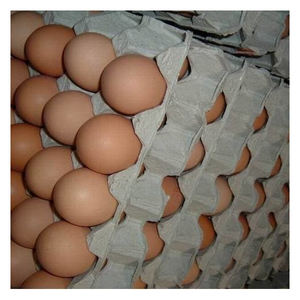 Œufs de poule fertilisés/Cobb 500 œufs de poulet de chair/Cobb frais 700 œufs fertiles à vendre et prêts pour l'exportation - Product Image 3