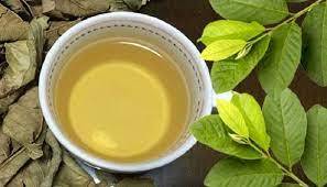 HOJAS DE GUAYABA SECAS VIETNAMITAS DE ALTA CALIDAD-ORGÁNICAS, SECADAS AL SOL Y A UN PRECIO ASEQUIBLE DE VIETNAM - Product Image 6