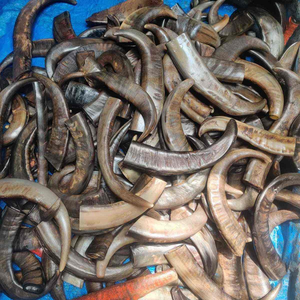 Puntas de Cuerno de Búfalo Orgánicas Ecológicas de Tamaño Personalizado, Bellamente Talladas con Estilo Animal, Materiales Naturales de Alta Calidad, Arte ZEHRA - Product Image 3