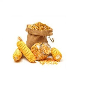 ข้าวโพดสีเหลืองสำหรับบริโภคของมนุษย์และสัตว์ข้าวโพดเลี้ยงสัตว์ในฟาร์ม - Product Image 5