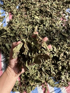 Natural Celastrus Hindsii Powder <b>Tea</b> 4.59 oz Dried Yellow Celastrus hindsii Leaf Powder Vietnam - Product Image 4