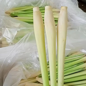 Hierba de limón congelada IQF-Hierba de limón en rodajas/Hierba de limón picada para exportación de productos de verduras congeladas-PROVEEDOR VIETNAM/Sra. Selina - Product Image 1