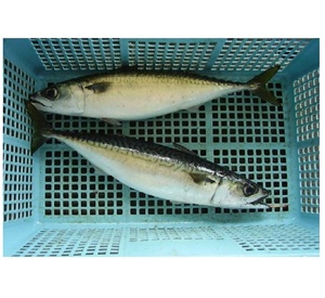 Pescado Atún Congelado Premium, Mariscos Frescos Naturales, Ricos en Omega 3 y Proteínas, para Exportación al por Mayor - Product Image 1