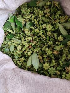 Star anise Yen Bai สินค้าส่งออก MR Thomas WA 84 789 89 6886 - Product Image 5