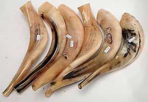 Corne de bélier véritable sculptée à la main traditionnelle Shofar-Fournisseur fiable pour les églises et les ministères - Product Image 3