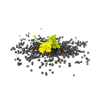 Graines de canola de haute qualité offertes à prix de gros pour les producteurs d'huile comestible