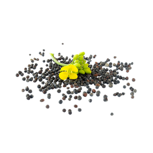 Semillas de canola de alta calidad ofrecidas a precio de mayoreo para productores de aceite comestible - Product Image 2