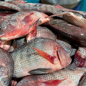 Tilapia Negra Entera Congelada, Pescado Desespinado y Desviscado de 500-800 g, Tilapia GGS a Precio Competitivo - Product Image 4