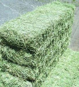 Premium Alfafa Hay Animal <b>Feeding</b> Stuff Alfafa Hay Animal <b>Feeding</b> Alfa/alfalfa pellets Timothy Hay - Product Image 2