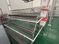 Nouveau système de cages automatiques pour poulets avec acier galvanisé et alimentation automatique pour cages en batterie, équipement d'élevage avicole