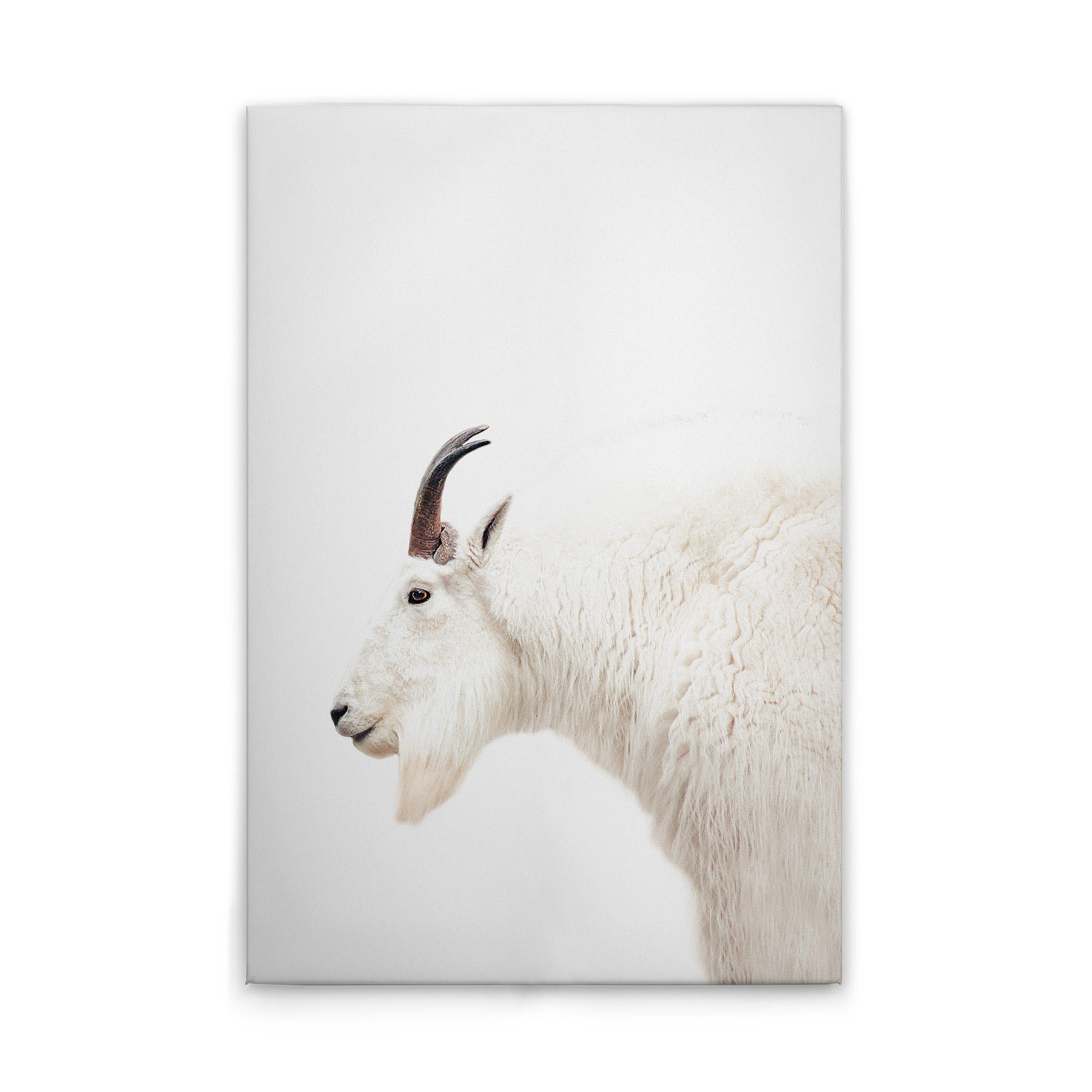 White, Cream, Brown, Black