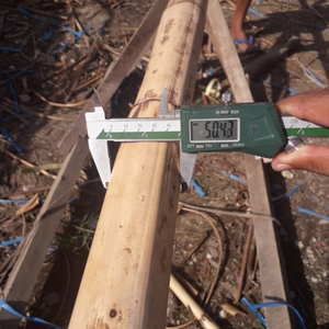 Precio al por Mayor de Varillas de Ratán Crudo/ Cañas para Decoración - Product Image 2