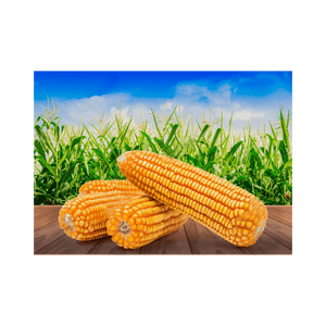 Maíz amarillo al por mayor distribuido a compradores y comerciantes globales - Product Image 5