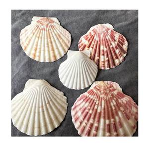 Conchas vieiras secas al sol limpiadas naturalmente para diseños de Arte de vajilla y uso de decoración a granel - Product Image 1