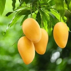 Poudre d'extrait de mangue biologique de qualité alimentaire, extrait de fruit naturel pour compléments alimentaires et boissons, fournisseur en gros d'exportation de Thaïlande - Product Image 6