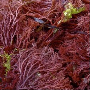 สาหร่ายกราซิลารีอาแห้งจากเวียดนาม ราคาดี - Product Image 2