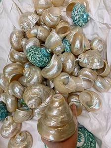 Mezcla de conchas marinas y estrellas de mar con temática oceánica-IDEAL PARA ACUARIO, BAÑO Y DECORACIÓN COSTERA - Product Image 3