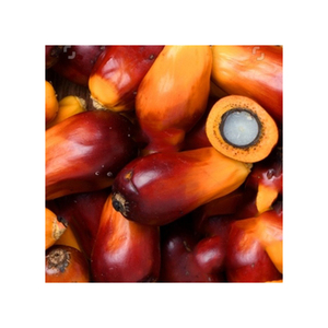 เมล็ดปาล์มสดและอุดมด้วยสารอาหาร - Product Image 4